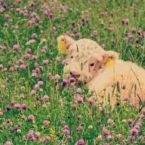 Meet your Posher, Maddie